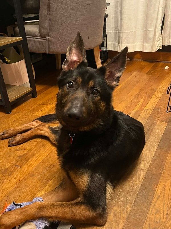 KOAL - German Shepherd Dog available for adoption