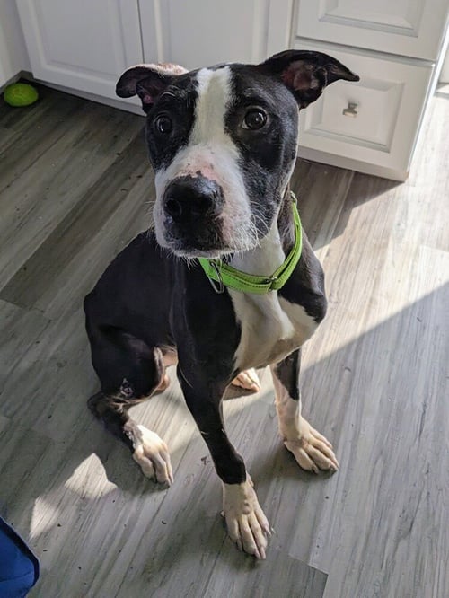SIMON - Terrier available for adoption