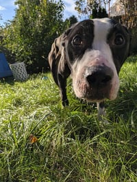 Simon - Photo 4