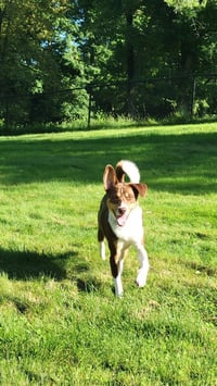 Auggie - Photo 1