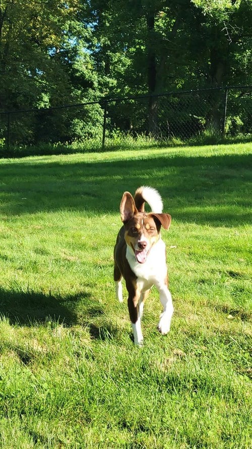 AUGGIE - Border Collie available for adoption