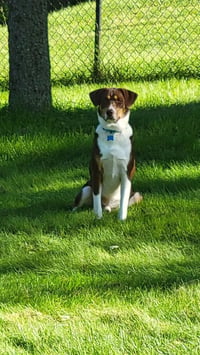 Auggie - Photo 4