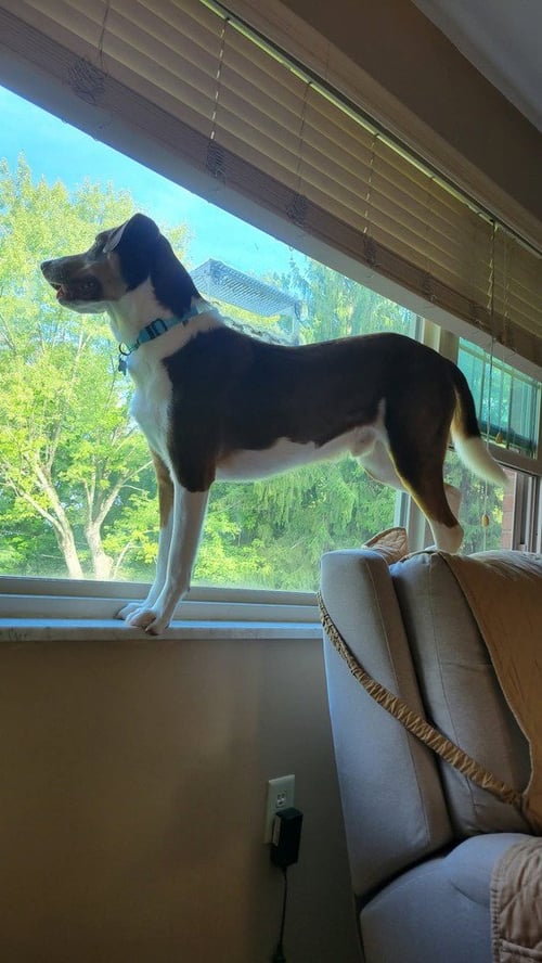 AUGGIE - Border Collie available for adoption