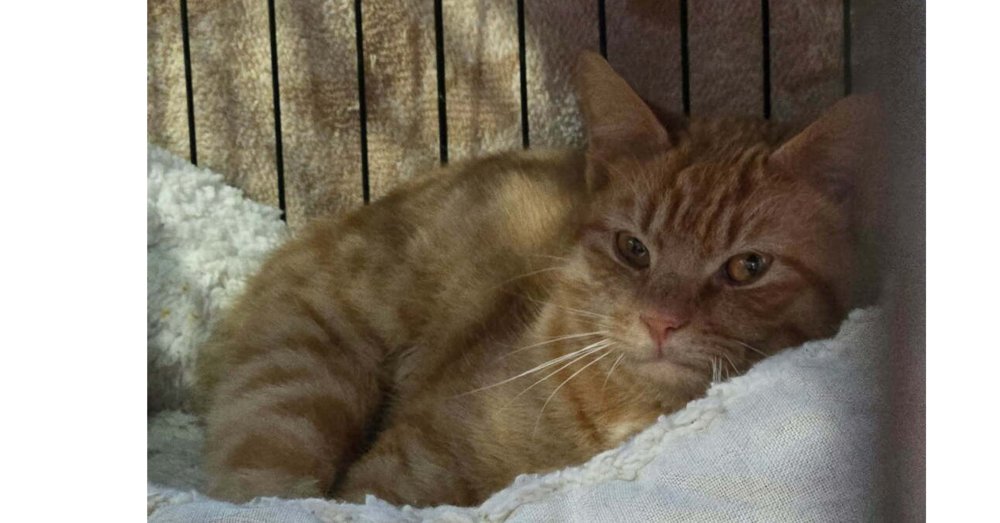 STARLA (BONDED WITH COCO) - Domestic Short Hair available for adoption