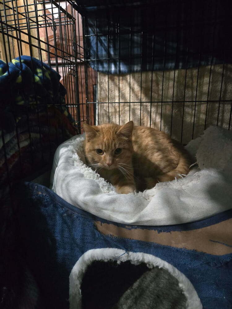 STARLA (BONDED WITH COCO) - Domestic Short Hair available for adoption