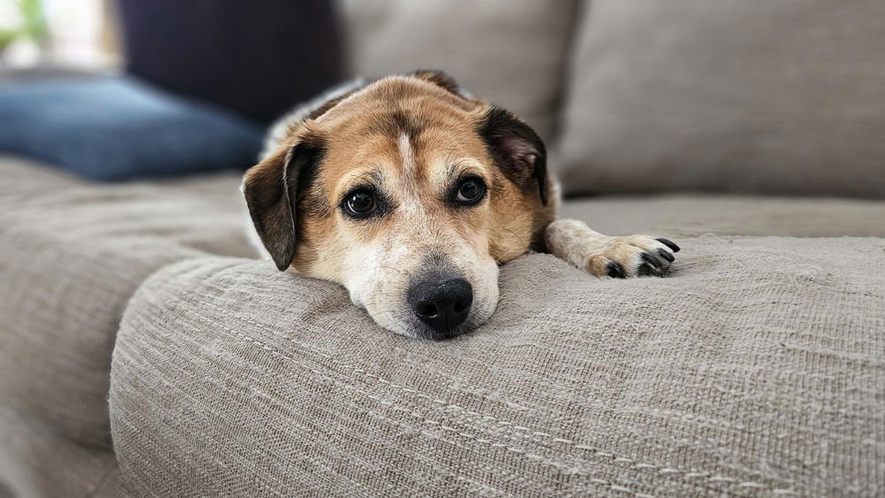 ROONEY - Beagle / Redbone Coonhound available for adoption