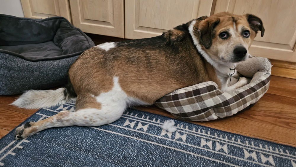 ROONEY - Beagle / Redbone Coonhound available for adoption