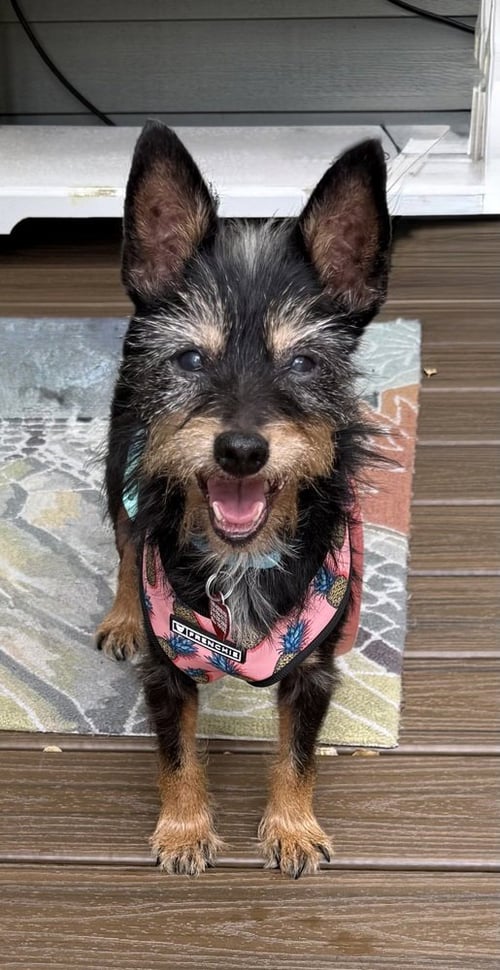 SMOKY - Yorkshire Terrier Yorkie available for adoption