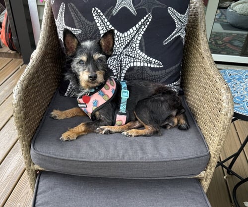 SMOKY - Yorkshire Terrier Yorkie available for adoption