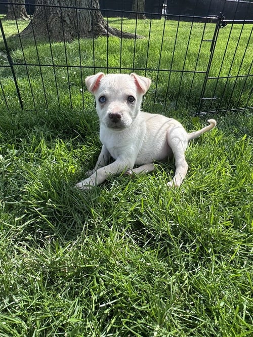 SLIDER - Husky available for adoption