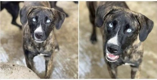 JOHANNA - Pit Bull Terrier / Husky for adoption in Pittsburgh