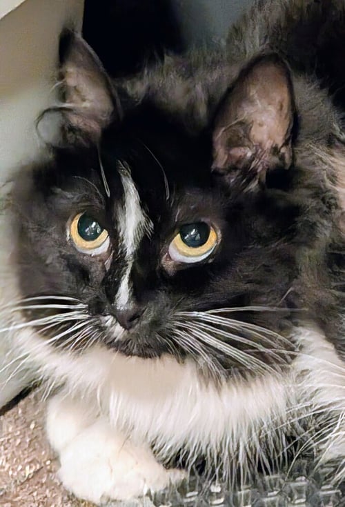 SAGE - Domestic Long Hair available for adoption