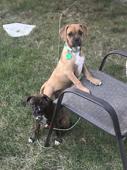 SANDY - Boxer / Pug available for adoption
