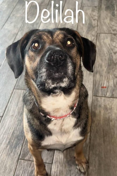 DELILAH - Hound / German Shepherd Dog available for adoption