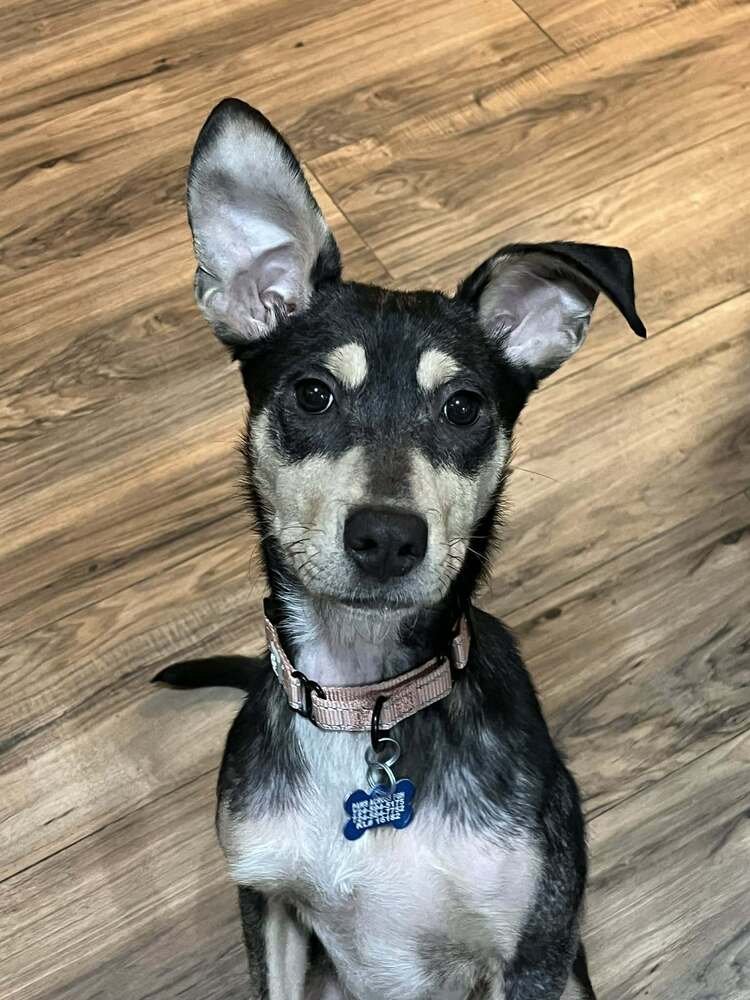 JOSIE - Terrier available for adoption