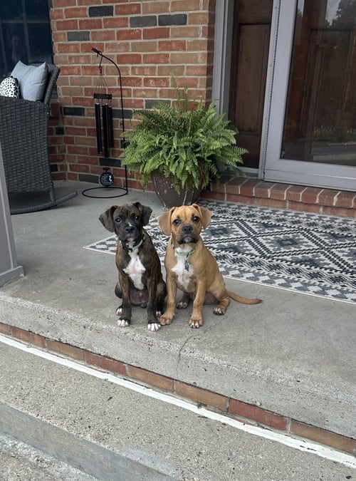 CORAL - Boxer / Pug available for adoption
