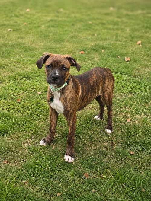 CORAL - Boxer / Pug available for adoption