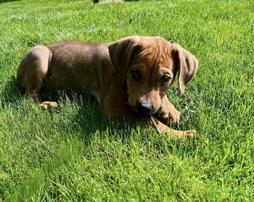 CINDY - Doberman Pinscher / American Bulldog available for adoption
