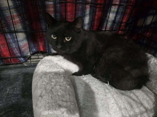 PORTER - Domestic Medium Hair available for adoption