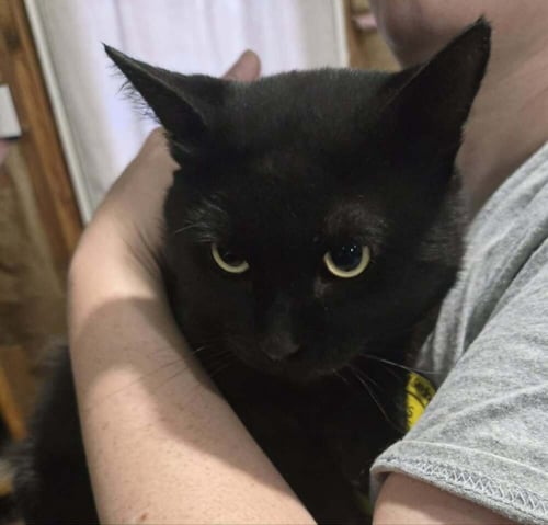 PORTER - Domestic Medium Hair available for adoption