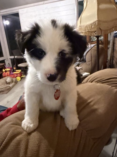 KODIAK - Collie available for adoption