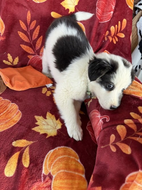 KODIAK - Collie available for adoption