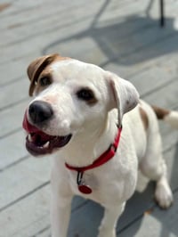 Luna - Photo 1