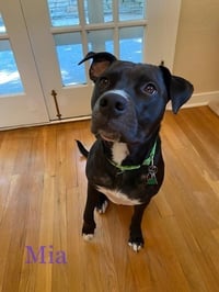 Mia - Photo 4