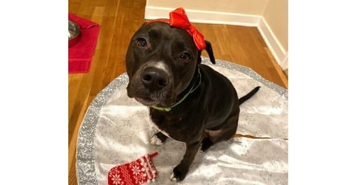 MIA - Labrador Retriever / Terrier available for adoption