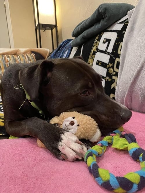 MIA - Labrador Retriever / Terrier available for adoption