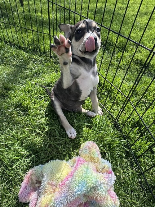 ROOKIE - Husky available for adoption