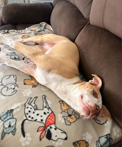 TABBY (FKA CALLIE) - Australian Shepherd / Pit Bull Terrier available for adoption