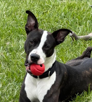 ACE - Boxer / Terrier available for adoption