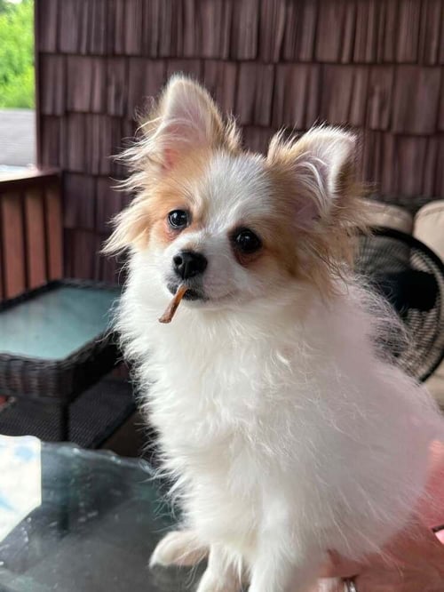 DAISY - Chihuahua / Papillon available for adoption