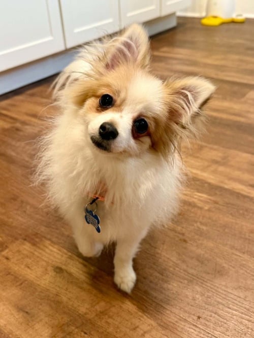 DAISY - Chihuahua / Papillon available for adoption