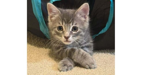 COSMO - Domestic Short Hair / Domestic Short Hair available for adoption