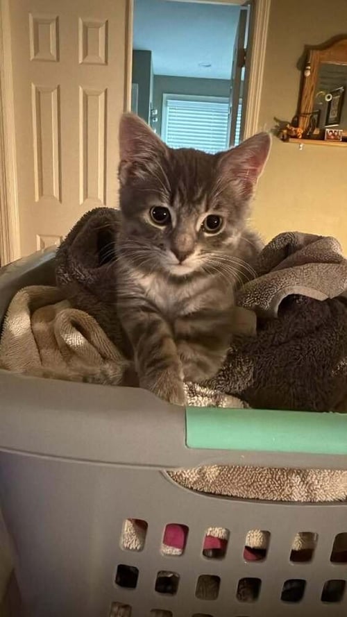 COSMO - Domestic Short Hair / Domestic Short Hair available for adoption