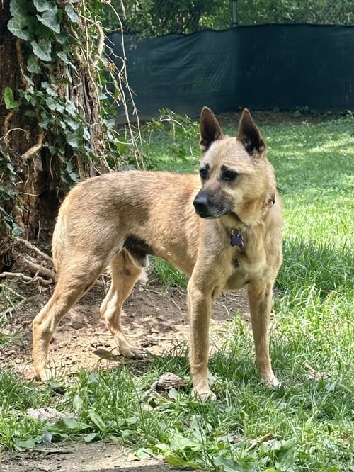 LEO - Terrier available for adoption