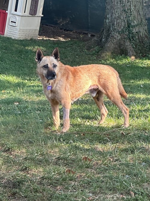 LEO - Terrier available for adoption