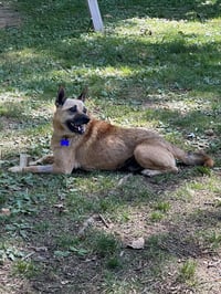 Leo - Photo 4