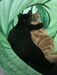Midnight - Photo 4