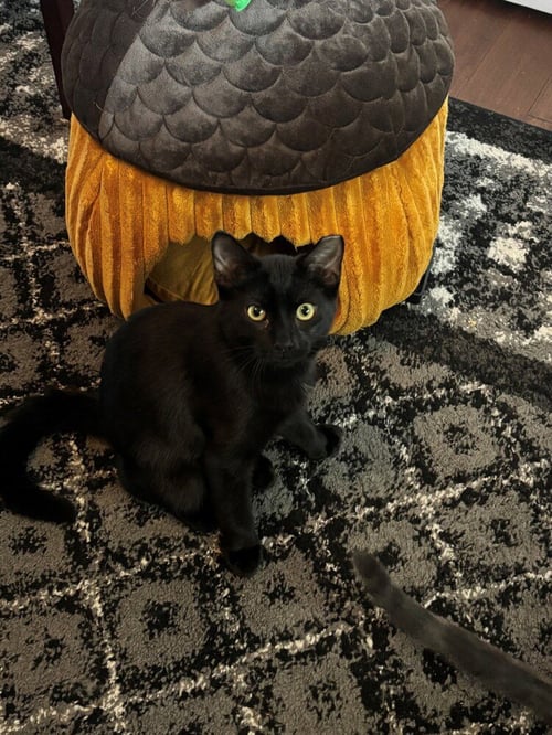 MIDNIGHT - Domestic Short Hair available for adoption