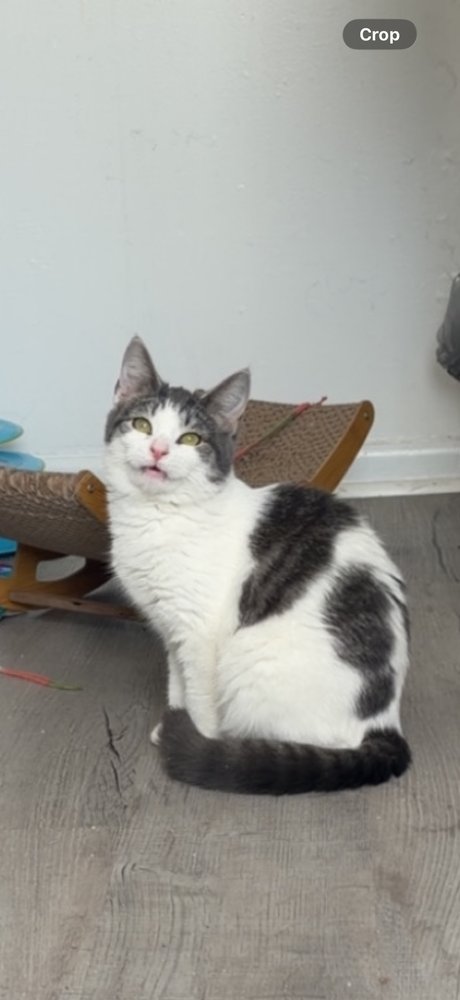 MILLIE - Domestic Medium Hair / Domestic Medium Hair available for adoption