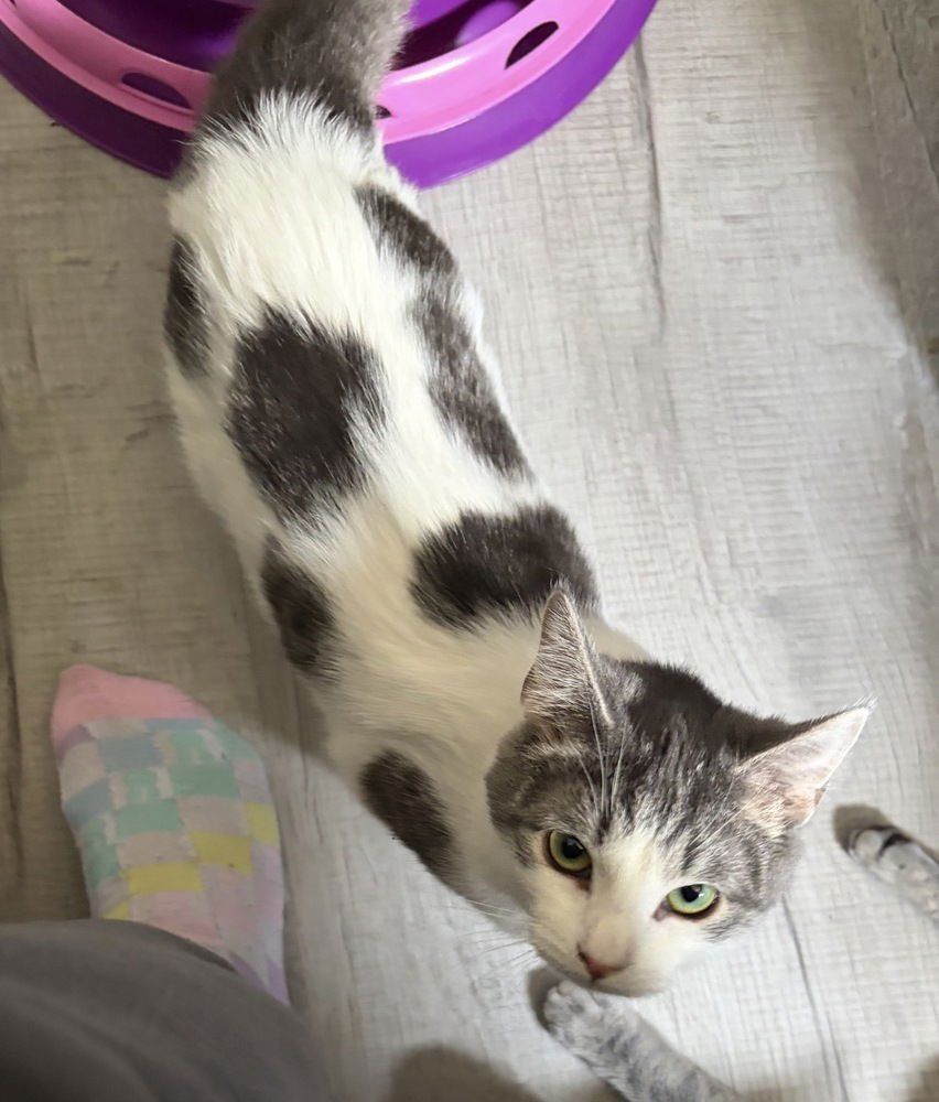 MILLIE - Domestic Medium Hair / Domestic Medium Hair available for adoption