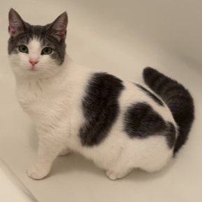 MILLIE - Domestic Medium Hair / Domestic Medium Hair available for adoption