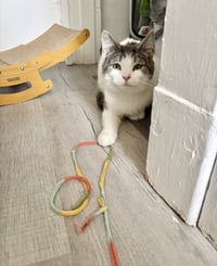 Millie - Photo 3