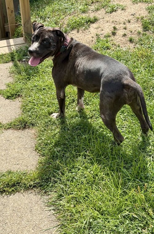 MINNIE - Pit Bull Terrier / Terrier available for adoption