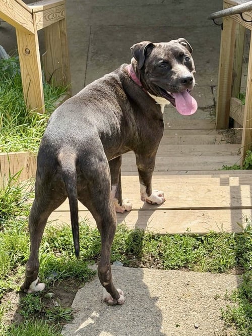 MINNIE - Pit Bull Terrier / Terrier for adoption in Pittsburgh