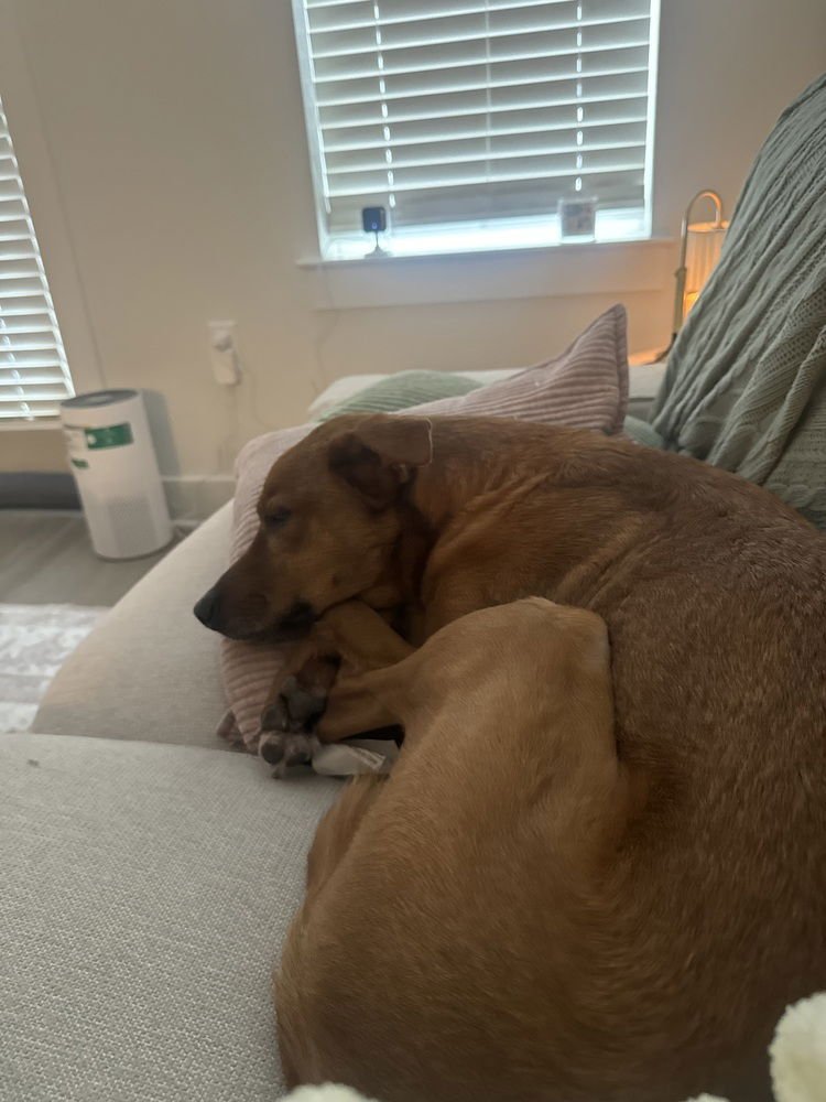 PETER - Shepherd / Labrador Retriever available for adoption