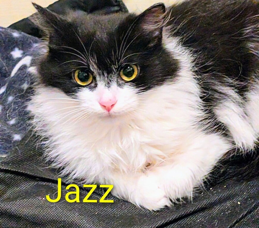Jazz Image